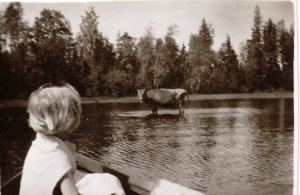 Yllätys suvun kesämökillä 1930-luvulla: lehmä järvessä